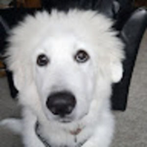 Meet your Posher, Laney